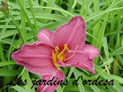 Hemerocallis summer wine
